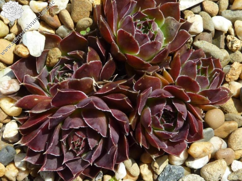 Tequilavulkaan / Jovi