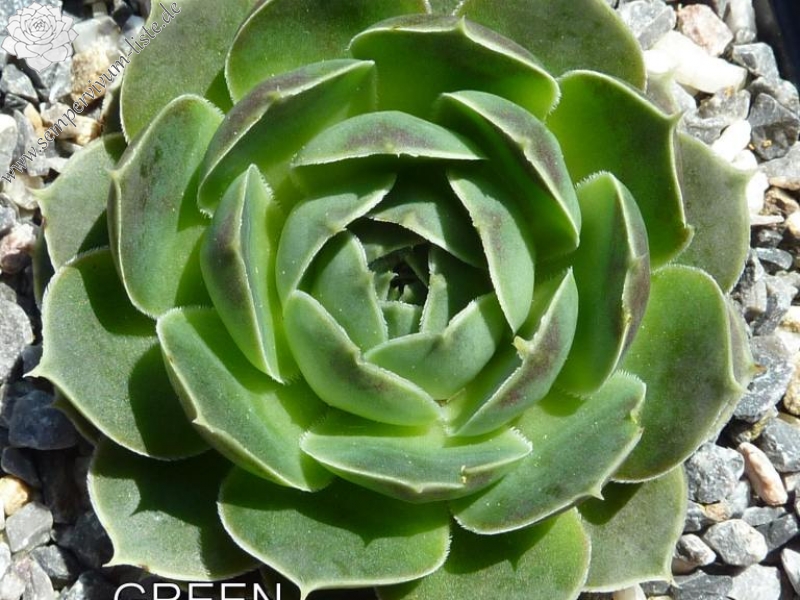 Green Horst Diehm / Jovi