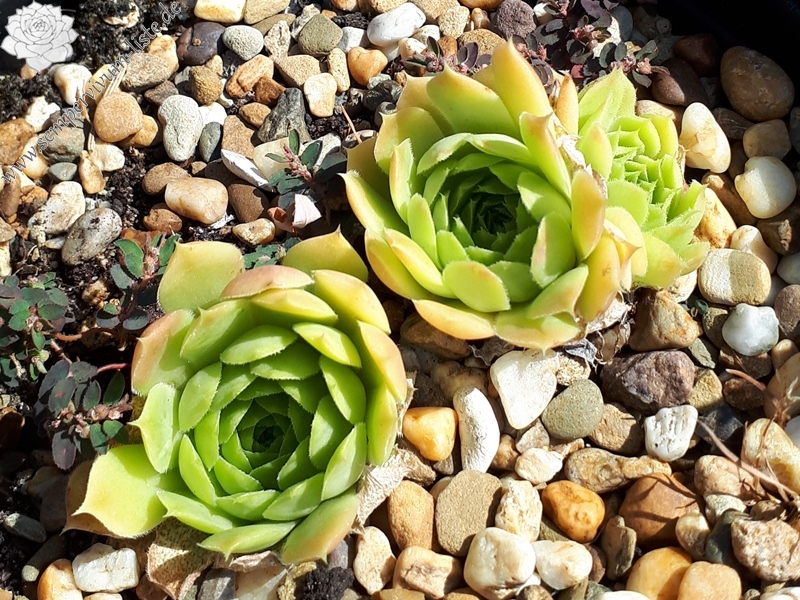 Golden Senne Boy / Jovi