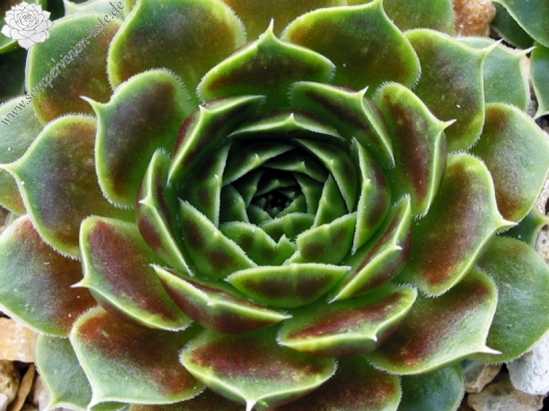 Giuseppi Spiny / Jovi