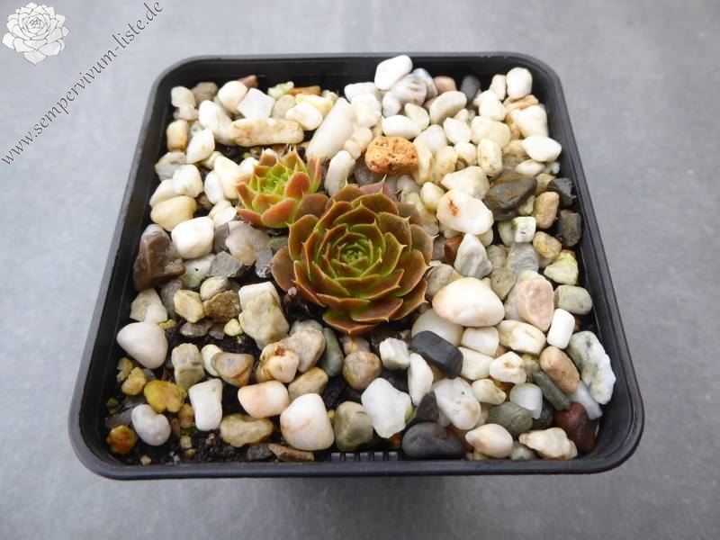 Golden Senne Boy / Jovi