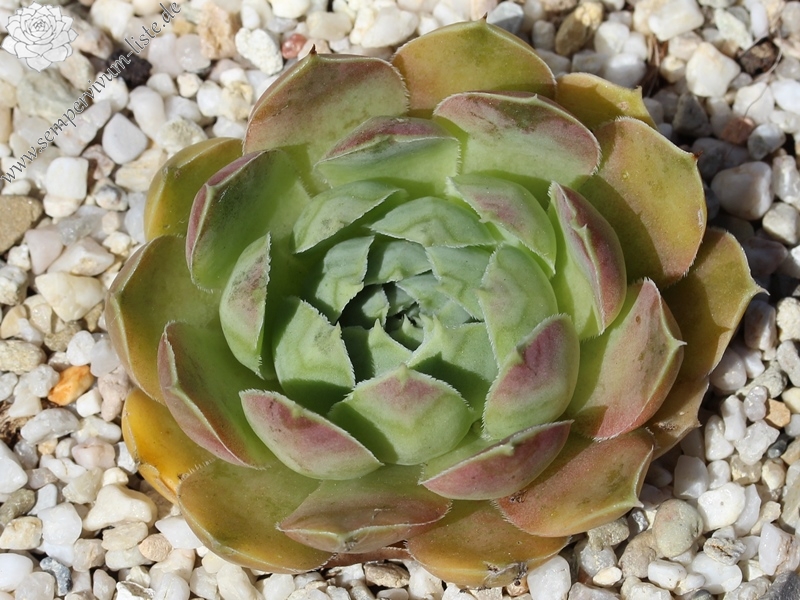 Green Horst Diehm / Jovi