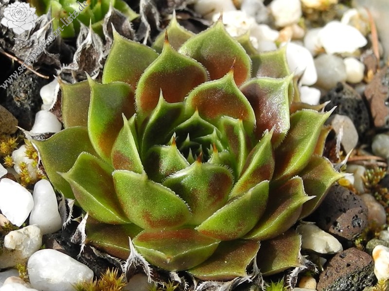 Giuseppi Spiny / Jovi