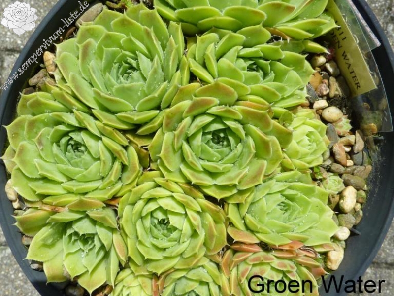 Groen Water / Jovi