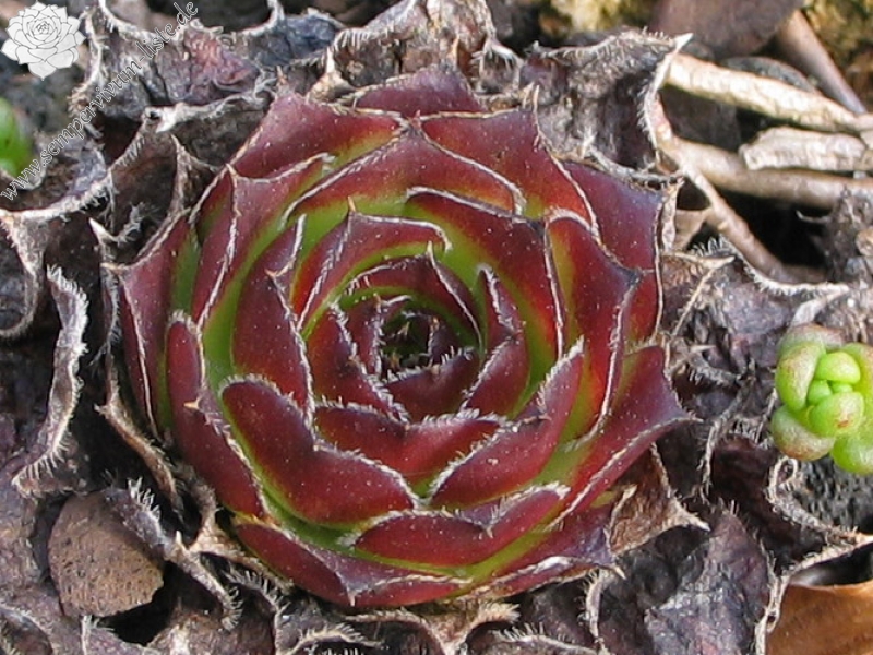 Springael's Choice / Jovi