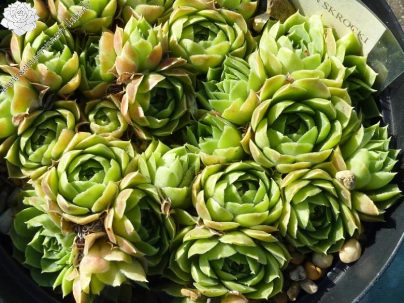 Green Skrocki / Jovi