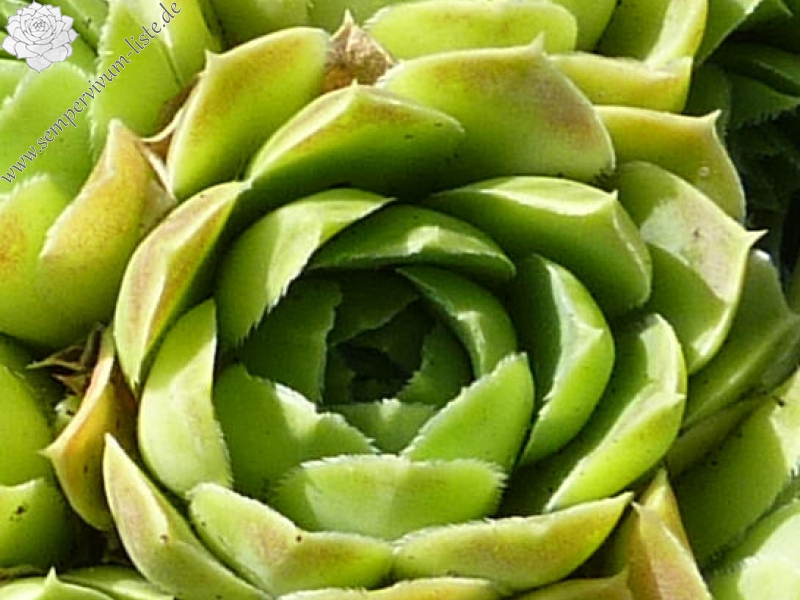 Green Skrocki / Jovi