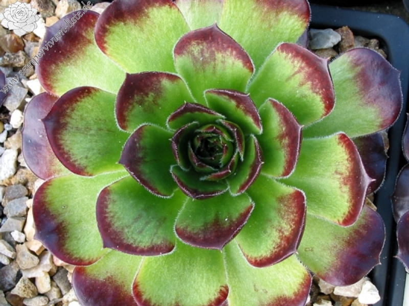 Springael's Choice / Jovi