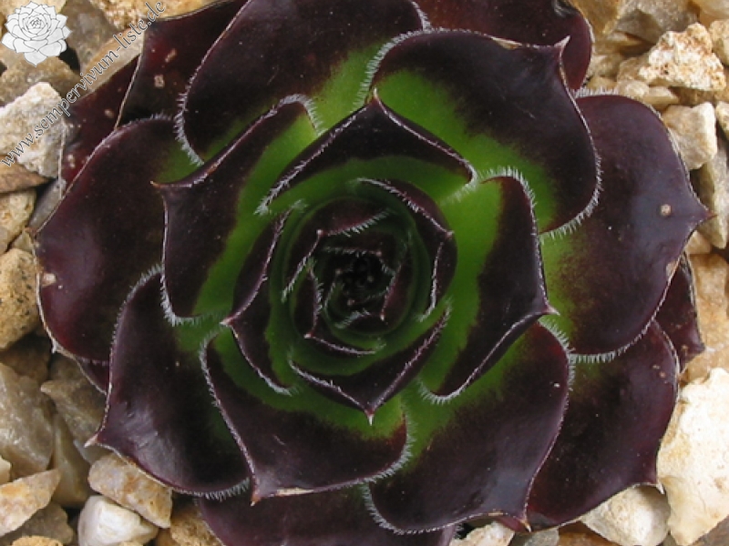 Springael's Choice / Jovi