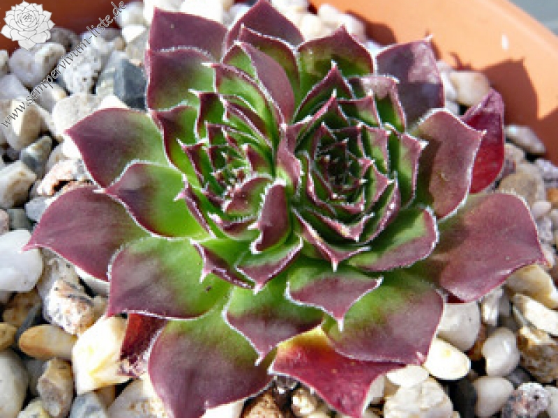 Springael's Choice / Jovi