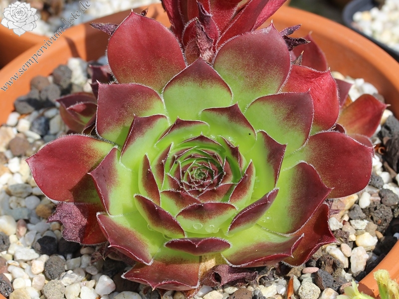 Springael's Choice / Jovi