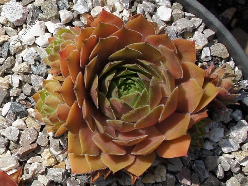 Skrocki's Purple Rose