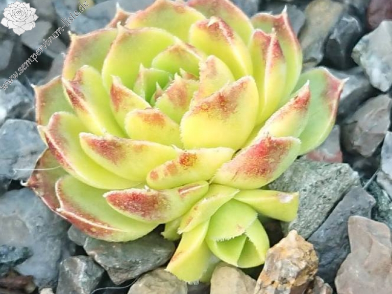 Golden Perronekin / Jovi