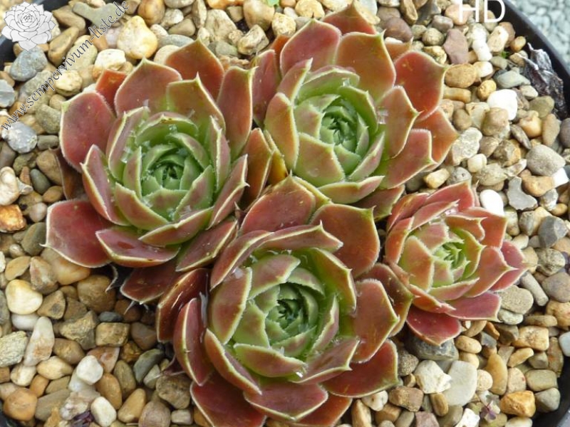 Mount Taranaki / Jovi