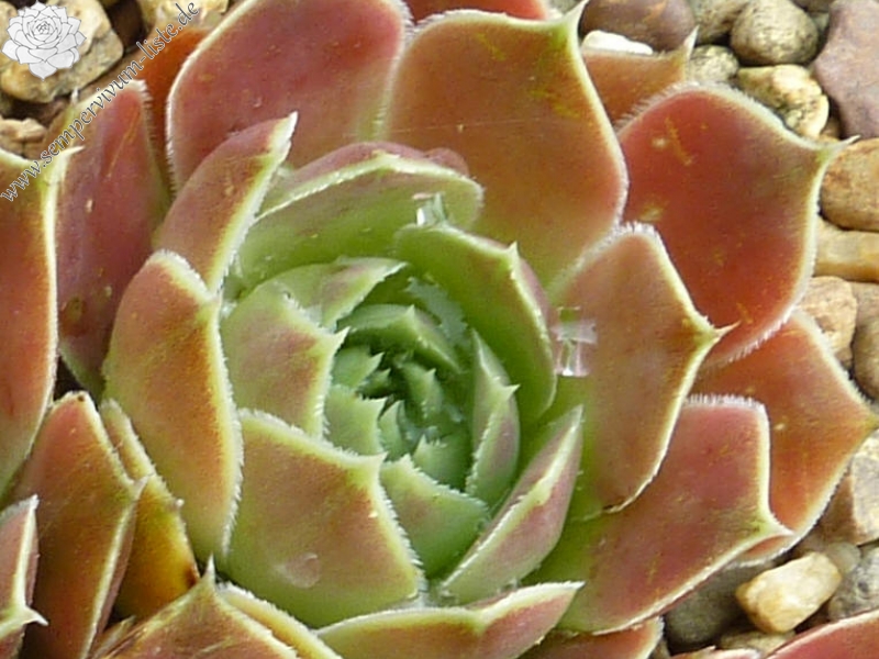 Mount Taranaki / Jovi