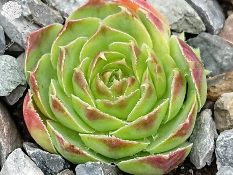 Golden Perronekin / Jovi