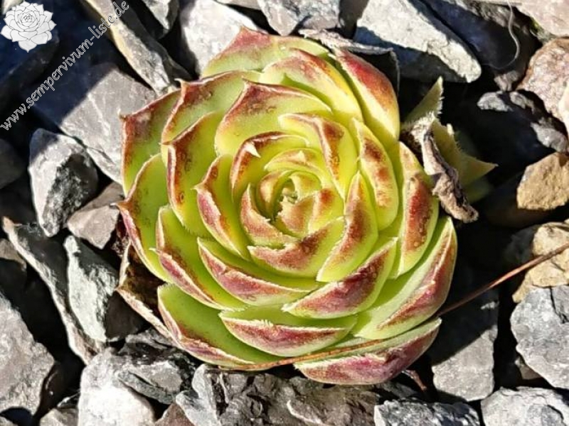 Golden Perronekin / Jovi