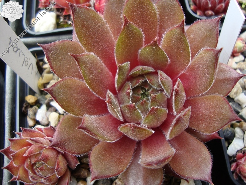 Grey Velvet