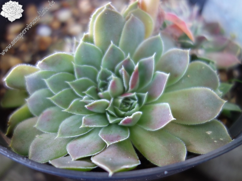 Grizzly / Jovi ( II )