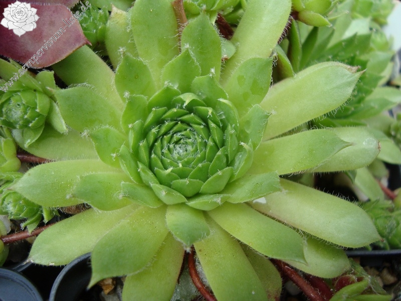 Green Satin