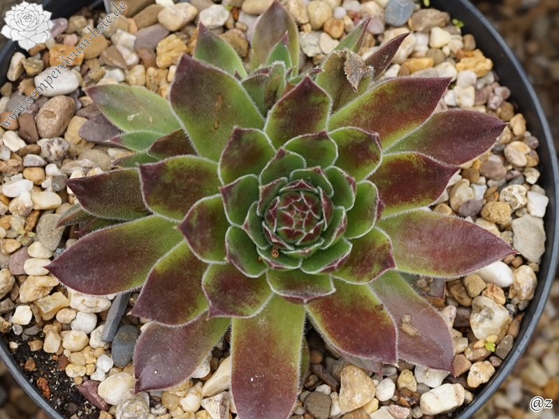 Green Grietkin / Jovi