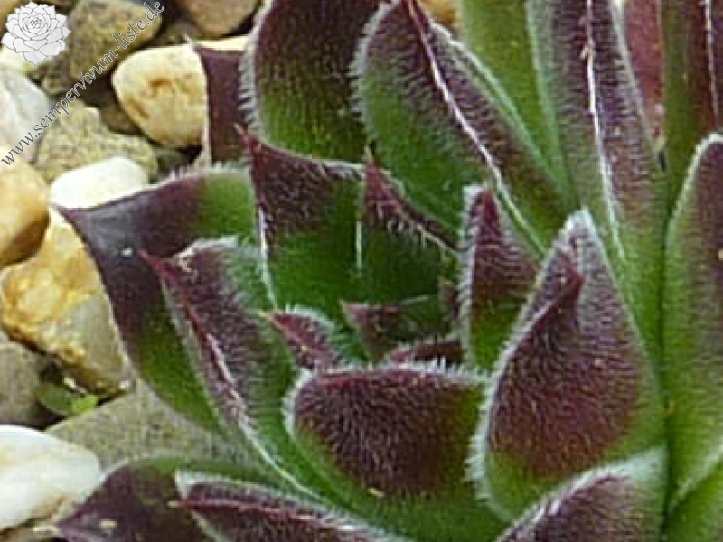 Green Grietkin / Jovi