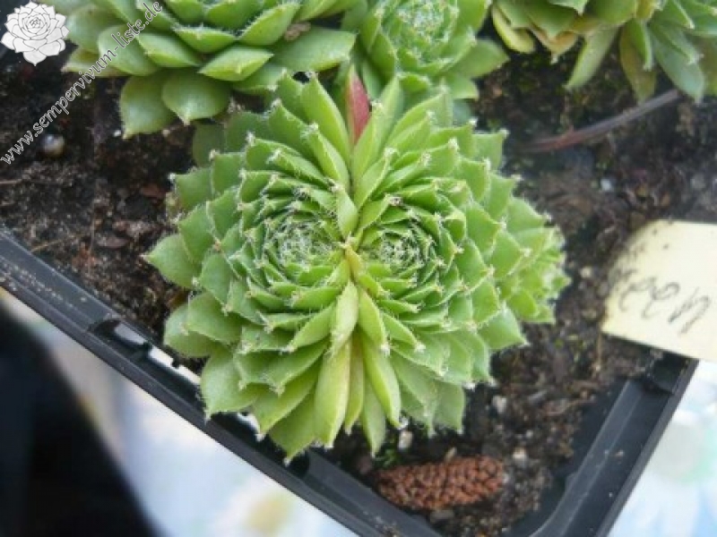 Green Satin