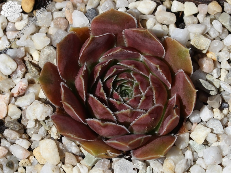 Grizzly / Jovi ( II )