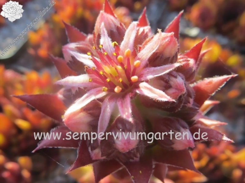 Simsalabim | Sempervivum-Liste