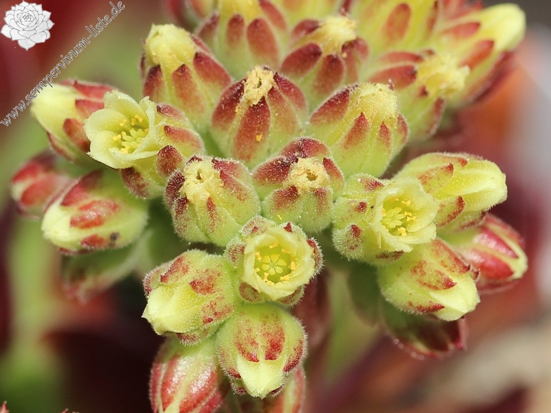 Spanische Flagge / Jovi