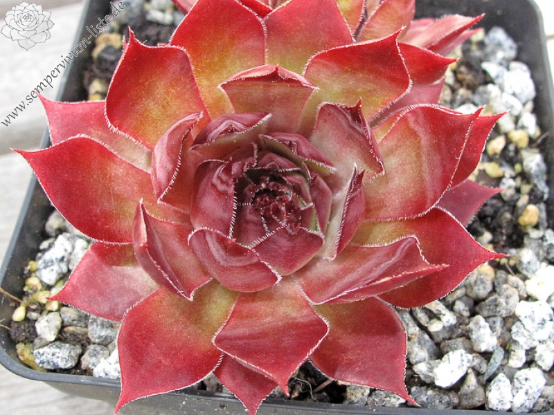 Glowing Embers ( II )