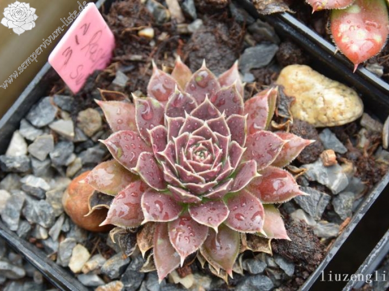 Raspberry Swirl / Jovi