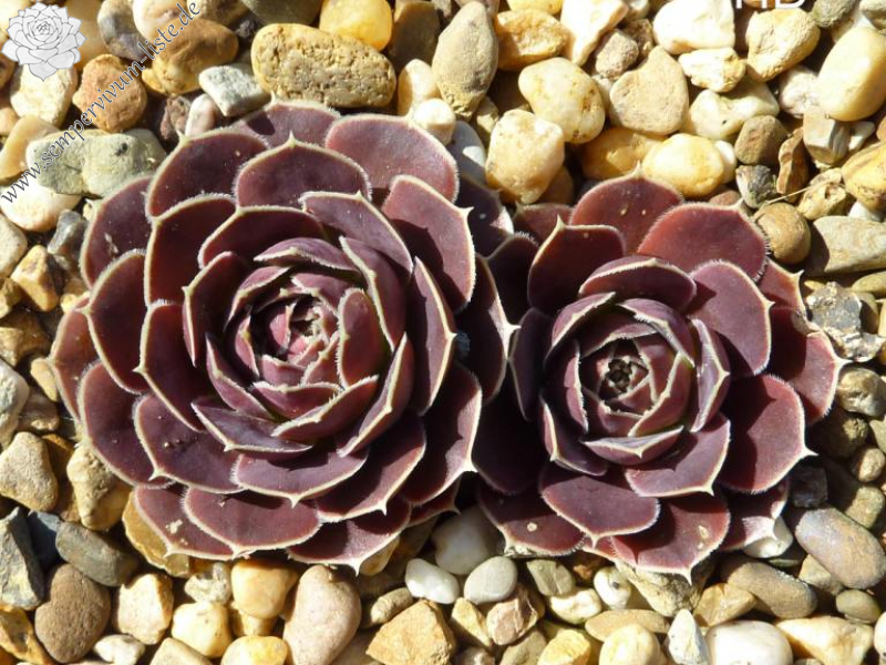 Mount Huascaran / Jovi