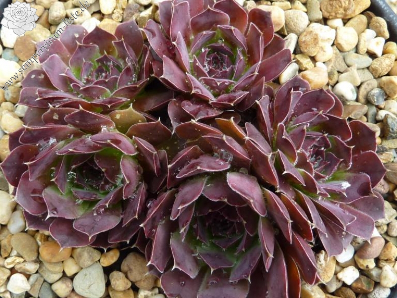 Shade Fanfare / Jovi