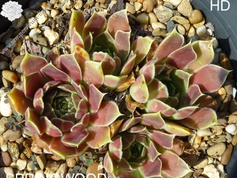 Springwood Pink / Jovi