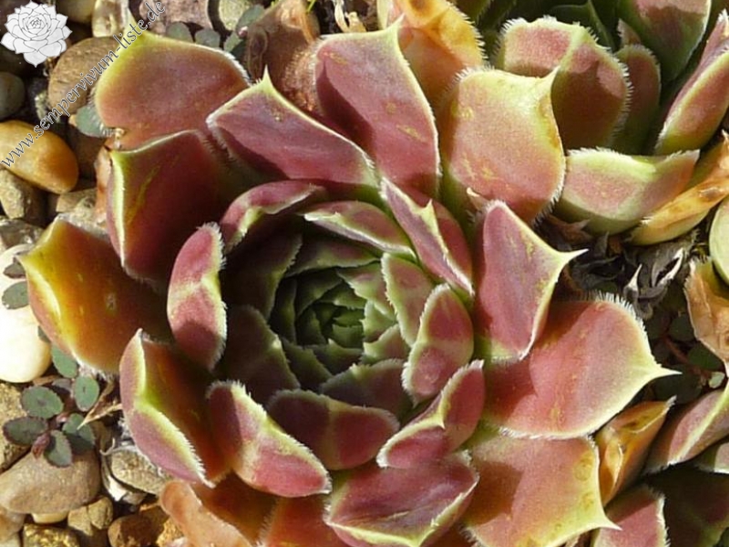 Springwood Pink / Jovi