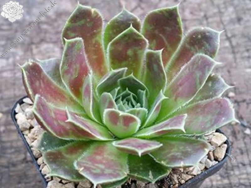 Springwood Pink / Jovi