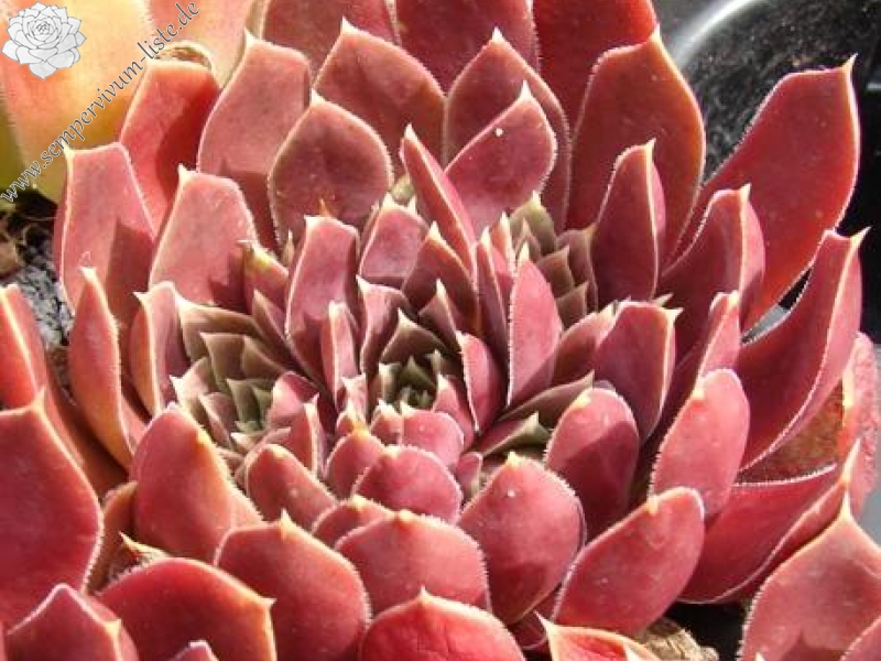 Raspberry Swirl / Jovi