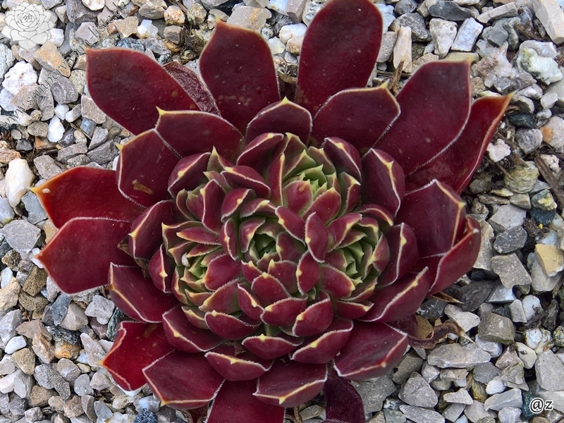 Raspberry Swirl / Jovi