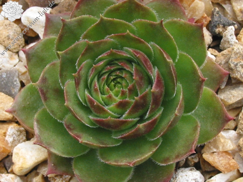Spanish Dancer