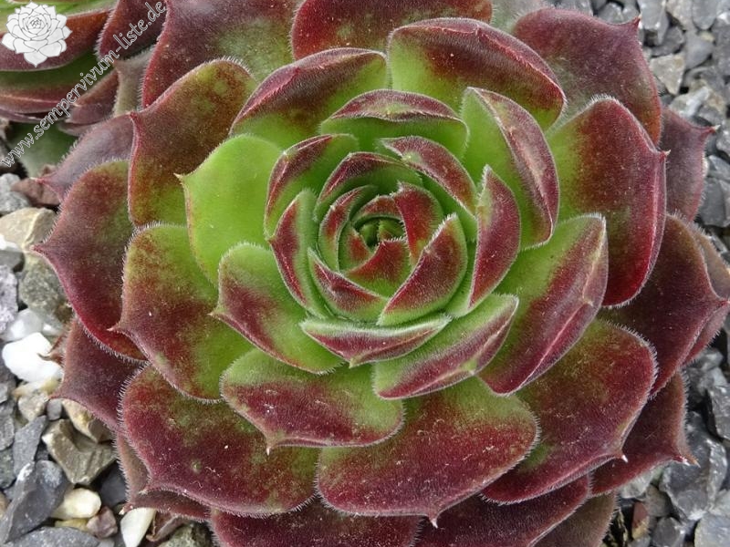 Spanish Dancer