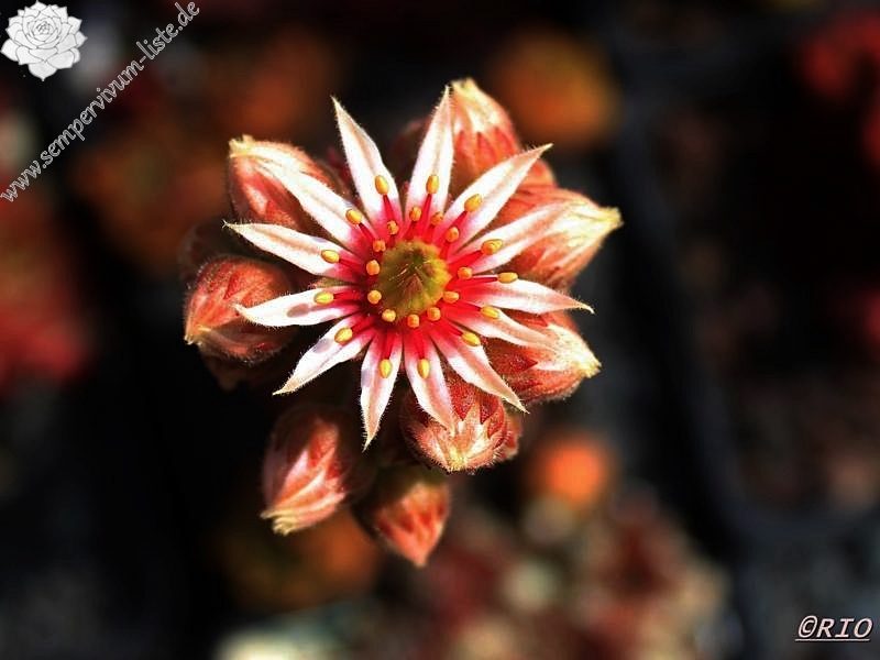 Spanish Dancer
