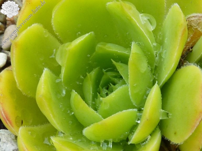 Golden Baby Moon / Jovi