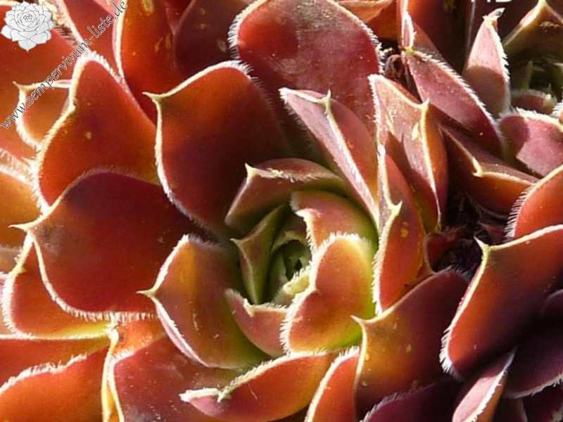 Great Rift Valley / Jovi