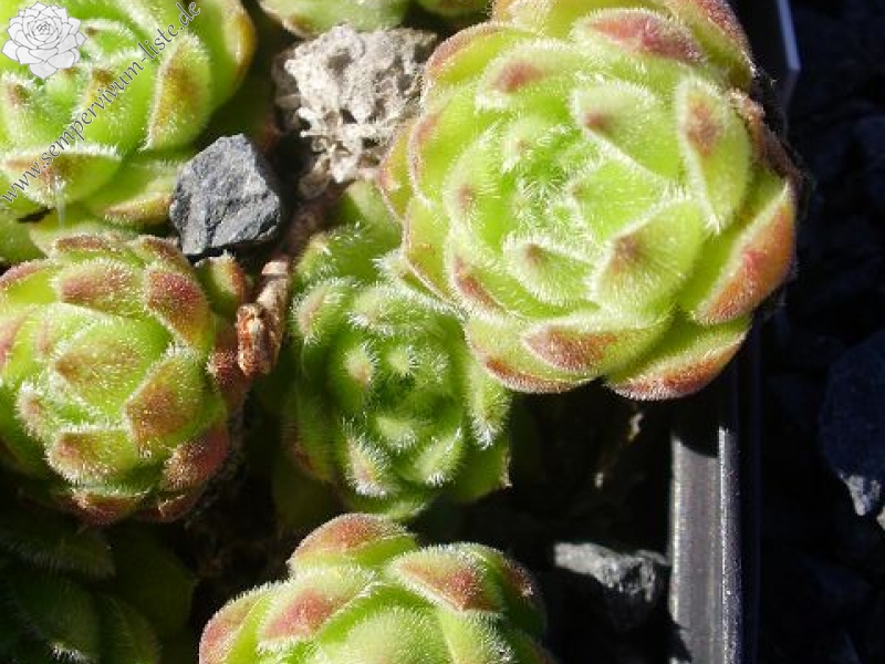 Grüne Rose