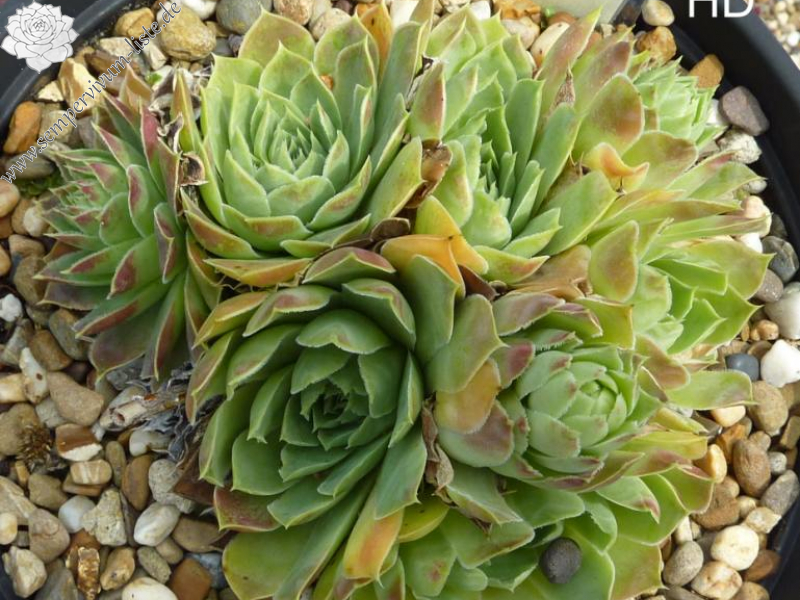 Mount Stanley / Jovi