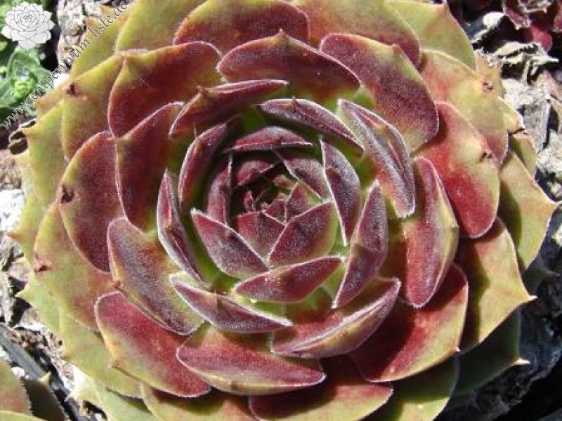 Spanish Dancer