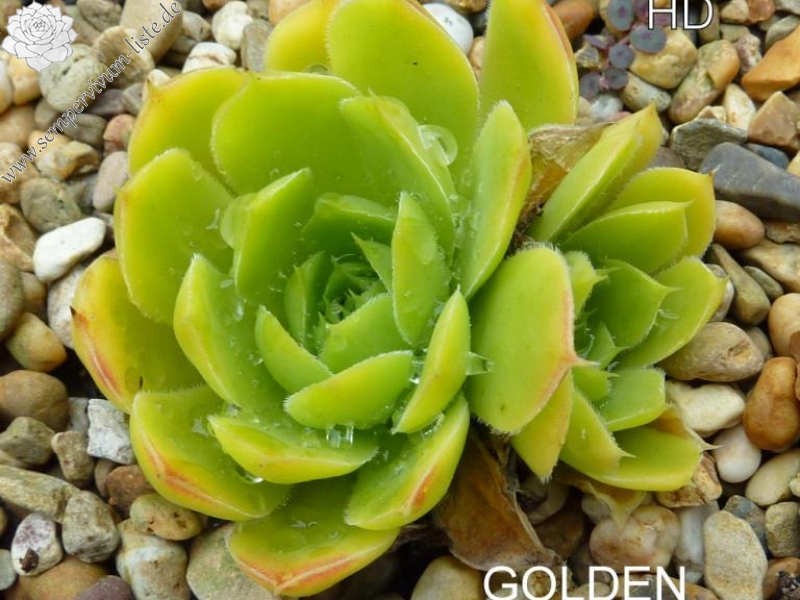 Golden Baby Moon / Jovi