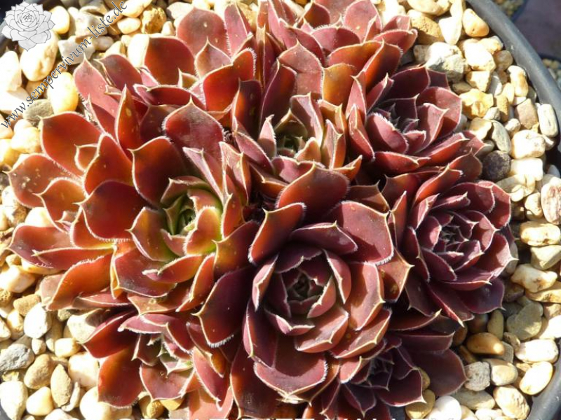 Great Rift Valley / Jovi