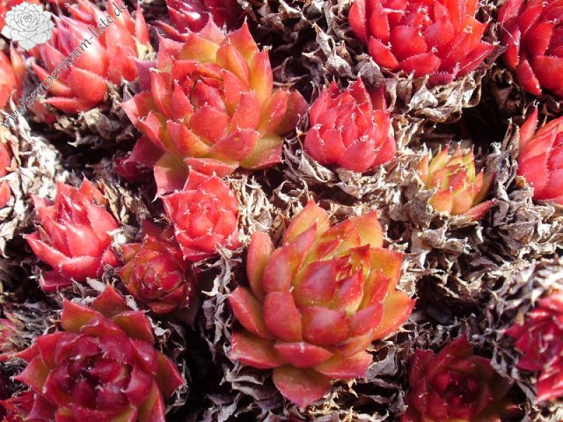 Glowing Embers